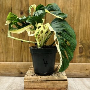 Monstera Adansonii Variegata "Japanese Tricolor" 4 (L)