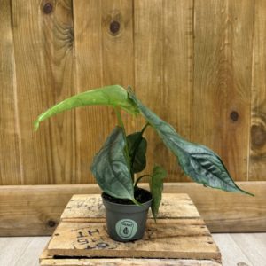 Alocasia Heterophylla "Dragon Breath" (Baby)