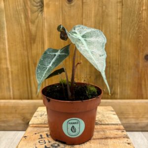 Alocasia Polly Pink Variegata (S)