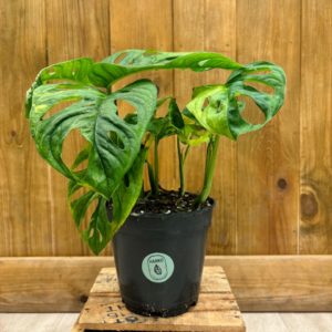 Monstera Adansonii Variegata "Aurea" (L)