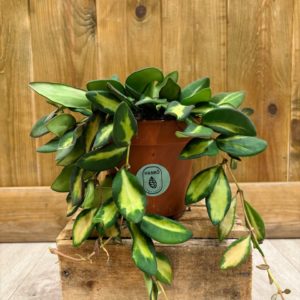 Hoya DS 70 / Burtoniae Variegata (M)