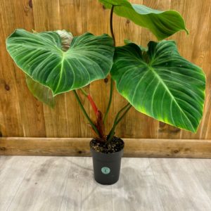 Philodendron Rubrijuvenile "El Choco Red" (XL)