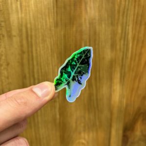 Sticker Alocasia Frydek "Variegata"