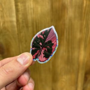 Sticker Alocasia Serendipy