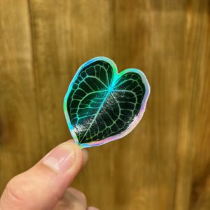 Sticker Anthurium Clarinervium