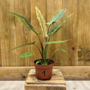 Alocasia Lauterbachiana Variegata 1 (M)
