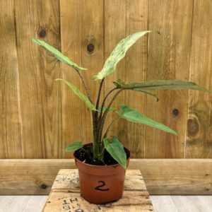 Alocasia Lauterbachiana Variegata 2 (M)