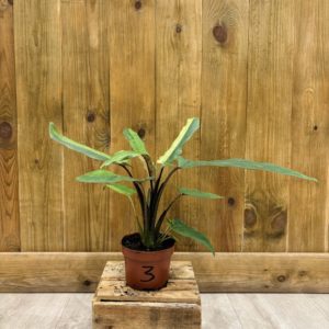 Alocasia Lauterbachiana Variegata 3 (M)