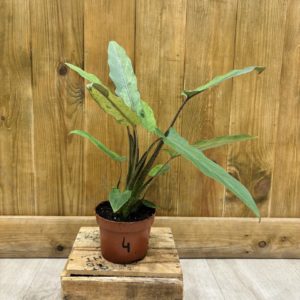 Alocasia Lauterbachiana Variegata 4 (M)