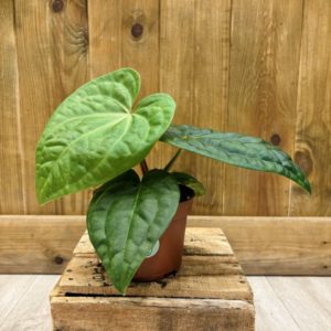 Anthurium Villenaorum x Luxurians (M)