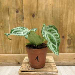 Anthurium Silver Blush Mint 1 (M)