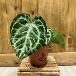 Anthurium Silver Blush Mint 2 (M)