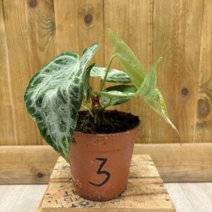 Anthurium Silver Blush Mint 3 (M)