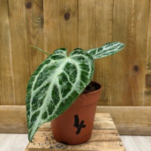 Anthurium Silver Blush Mint 4 (M)