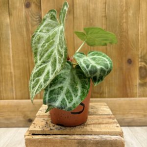 Anthurium Silver Blush Mint 5 (M)