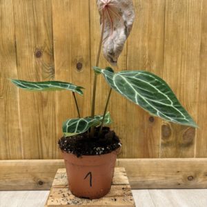 Anthurium Red Crystallinum 1 (L)