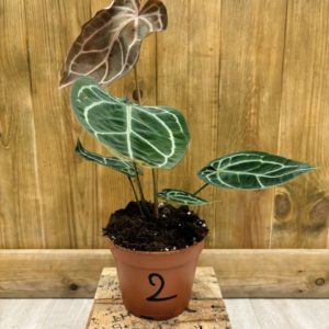 Anthurium Red Crystallinum 2 (L)