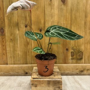 Anthurium Red Crystallinum 3 (L)