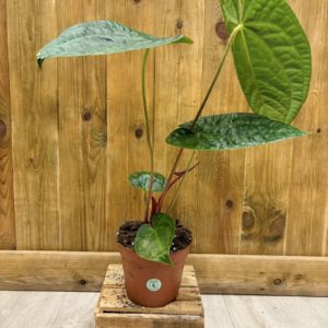 Anthurium Magnificum x Luxurians (L)