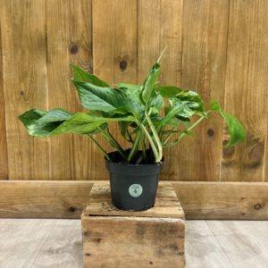 Epipremnum "Pothos" Marble Green "Jungle Star" (M)