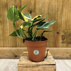 Monstera Standleyana Aurea (M)
