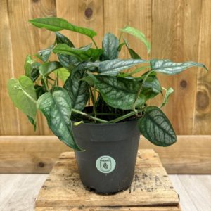 Monstera Siltepecana (M)