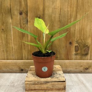 Philodendron Jungle Fever (M)
