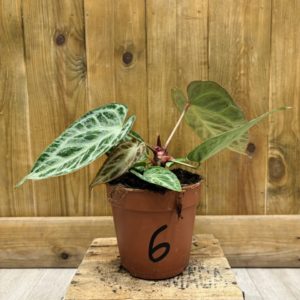 Anthurium Silver Blush Mint 6 (M)