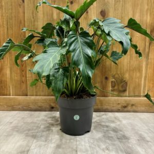 Philodendron Xanadu (XL)