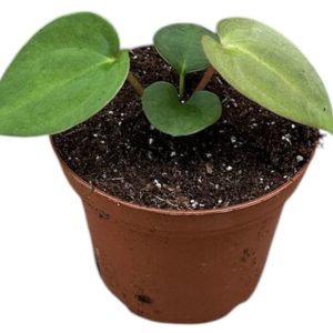 Anthurium Papillilaminum (S) - Précommande