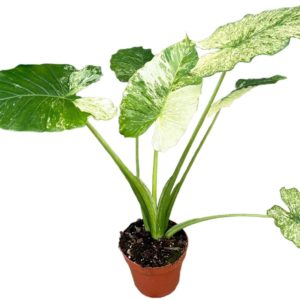 Alocasia Gageana Variegata (M) - Précommande