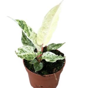 Anthurium Bonplandii Variegata (S) - Précommande