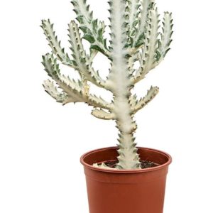 Euphorbia Lactea Ghost (XL) - Précommande