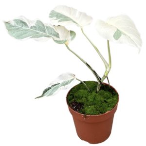 Monstera White Ghost (L) - Précommande