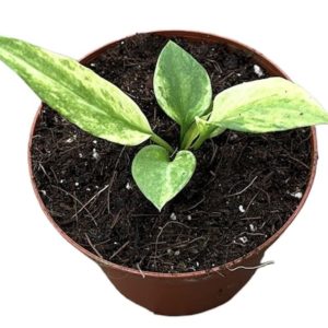 Anthurium Vittarifolium Variegata (S) - Précommande