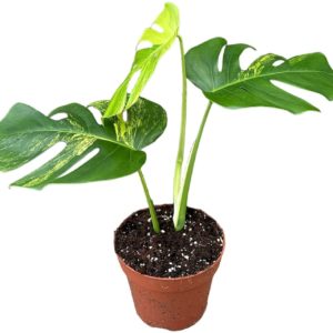 Monstera Marmorata "Aurea" (L) - Précommande