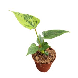 Anthurium Caipirinha (S) - Précommande