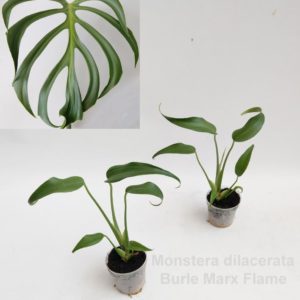 Monstera Burle Marx Flame (Baby) - Précommande