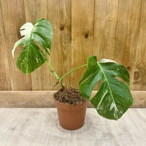 Monstera Deliciosa Variegata (L) - Plante Atypique
