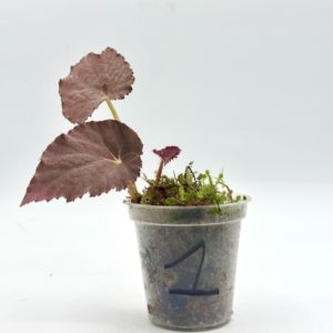Begonia Taconite 1