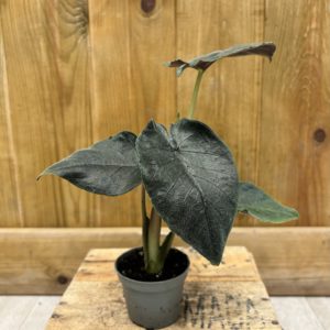 Alocasia Chienlii Antoro (Baby)
