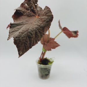 Begonia Taconite (Bouture 3)