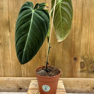 Philodendron Melanochrysum 1 (L) - Plante Atypique