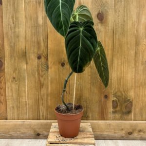 Philodendron Melanochrysum 2 (L) - Plante Atypique