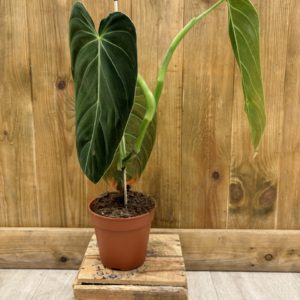 Philodendron Melanochrysum 3 (L) - Plante Atypique