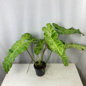 Philodendron Paraiso Verde (XL) - Précommande