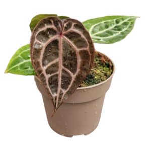 Anthurium Michelle (M) - Précommande