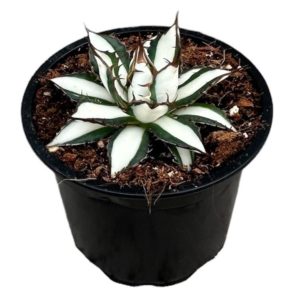 Agave Peace Revolution (S) - Précommande