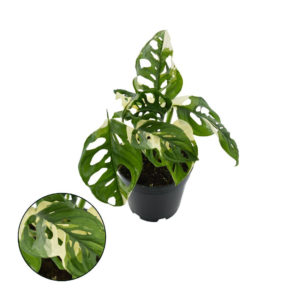 Monstera Adansonii Variegata “Japanese Tricolor” (L) - Précommande