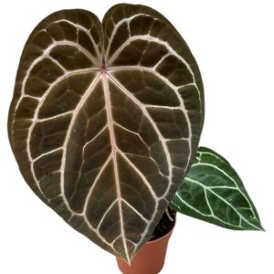 Anthurium Red Crystallinum (L) - Précommande